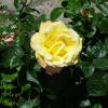 Жёлтая роза :: Валентин Семчишин