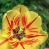 Пчёлка и жёлтый тюльпан :: Игорь Сарапулов