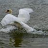 Чтобы взлететь, лебедю нужно распахнуть крылья и обнять ими Вселенную. :: Inna 