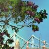 Цветёт, благоухает на фоне Крымского моста.  :: Татьяна Помогалова