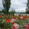 Майнау- остров цветов в Боденском озере :: Галина 