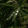 Капельки дождя на листьях травы :: Анатолий Клепешнёв