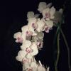 Орхидея :: anna_solo 