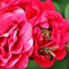 Пчёлки решили устроить себе улей в розовом цветке. :: Восковых Анна Васильевна 