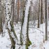 Апрель в лесу. :: Алексей Трухин