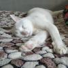Сладкий сон кота..... :: Наталия Павлова