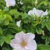 Белый шиповник, дикий шиповник - краше садовых роз! :: Ольга 