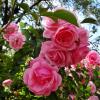 Плетистая роза :: Антонина Гугаева