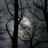 Лунная ночь :: Валерий Кролик