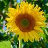 Солнечный цветок... :: Александр Посошенко