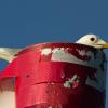 Black-headed gull | 4 :: Sergey Sonvar