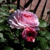 Розы утренняя свежесть замерла на лепестках, словно шелковая нежность в удивительных тонах... :: Люба 