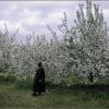 Вечер и цветущие яблони :: Алексей Хвастунов