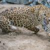 Персидский леопард Кавказ :: аркадий 
