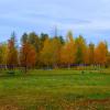 Цивильск. Молодые берёзки старого городского парка осенью. :: Пётр Чернега