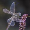 Стрекоза(Sympetrum fonscolombii) :: Александр Григорьев