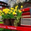 "Lauterbrunnen - Grütschalp" (Mürren). :: "The Natural World" Александер