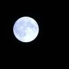 Голубая луна :: ФотоКот  