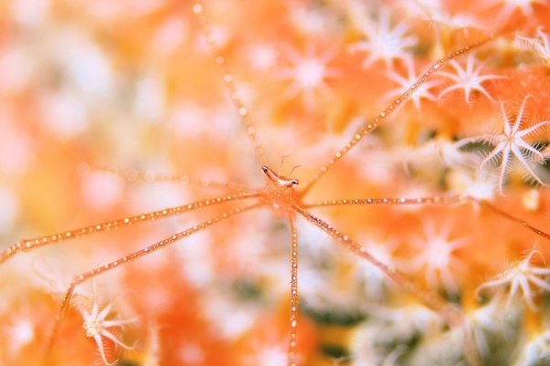 H-Shige - макрофотограф в подводном мире