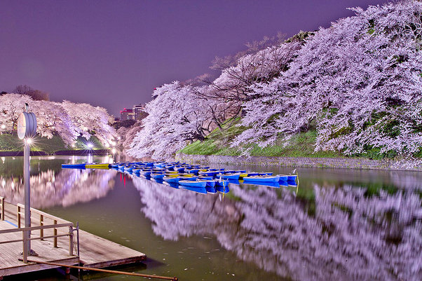 Самые красивые фотографии цветения сакуры