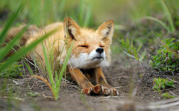 Насладитесь милыми фотографиями рыжей лисы