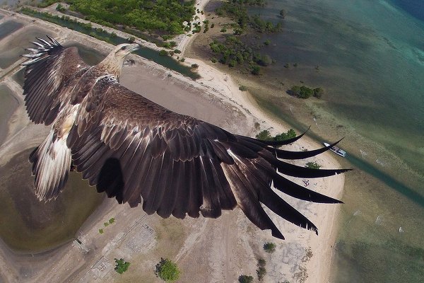 Лучшие фото с высоты птичьего полета от Dronestagram