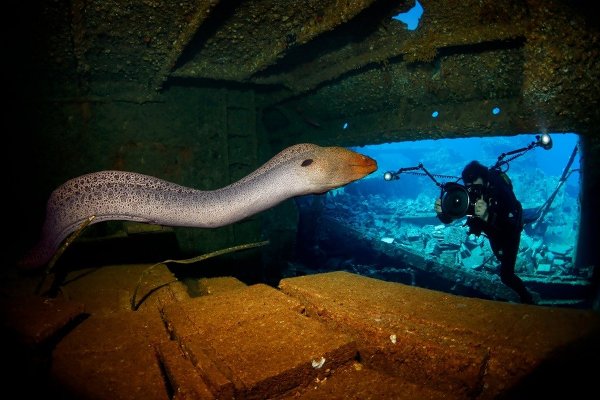 Лучшие фото премии «Подводный фотограф 2015 года»
