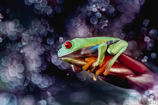 Заманчивый мир лягушек в макрофотографии Уила Мийера