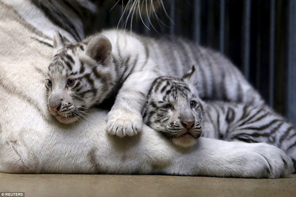 Чешский зоопарк: милые детеныши редчайшего белого индийского тигра