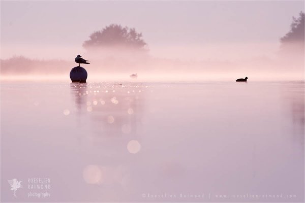 Roeselien Raimond