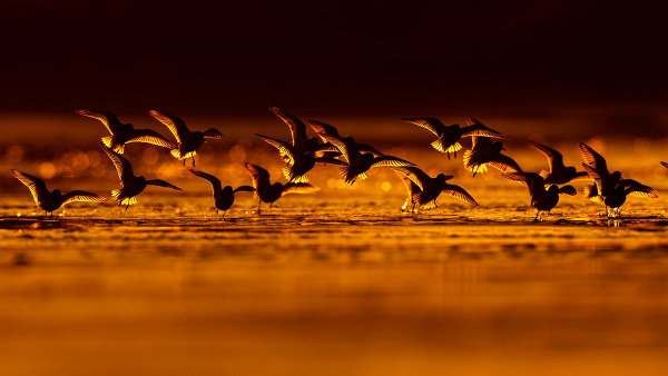 Bird Photographer of the Year 2018