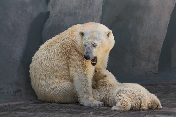 Белые медведи в Новосибирском Зоопарке