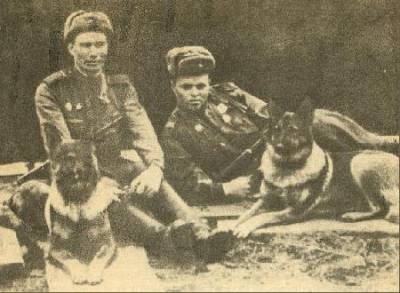 Первая в Красной Армии собака-диверсант Дина.(1)