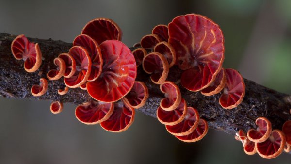 разные виды грибов на фото 10