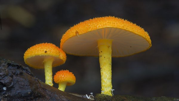 разные виды грибов на фото 22