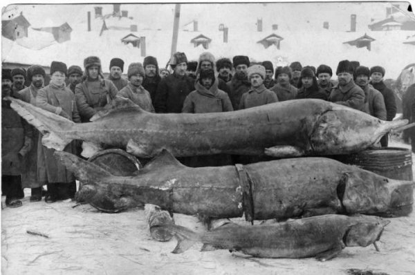 Вот такая рыбка (Белуга - семейства осетровых) ловилась в реке Волга в 1920-х гг. ..!!!