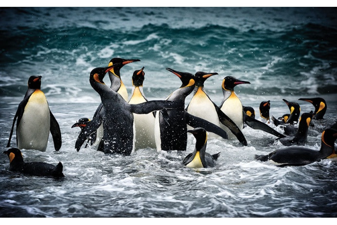 Фото Антарктиды 8 – Фотограф Алекс Бернаскони