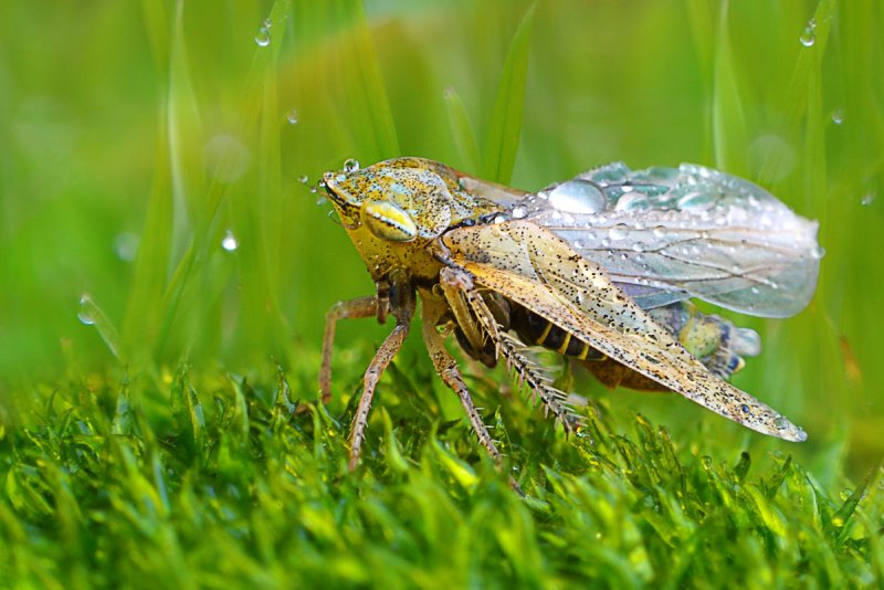 Анна Чернобай – фото насекомых