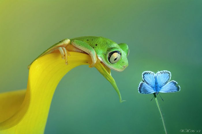 Заманчивый мир лягушек в макрофотографии Уила Мийера - №3