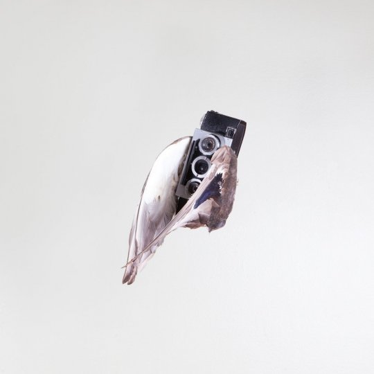 Летающие птицы-фотокамеры Пола Октавиуса - №1