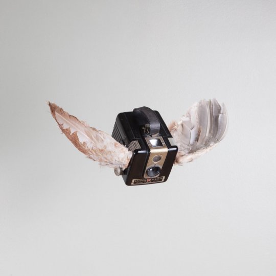 Летающие птицы-фотокамеры Пола Октавиуса - №4