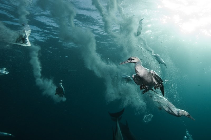 Потрясающие подводные фотографии Александра Сафонова - №11