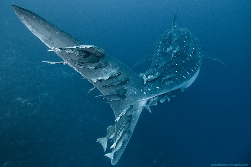 Потрясающие подводные фотографии Александра Сафонова - №15