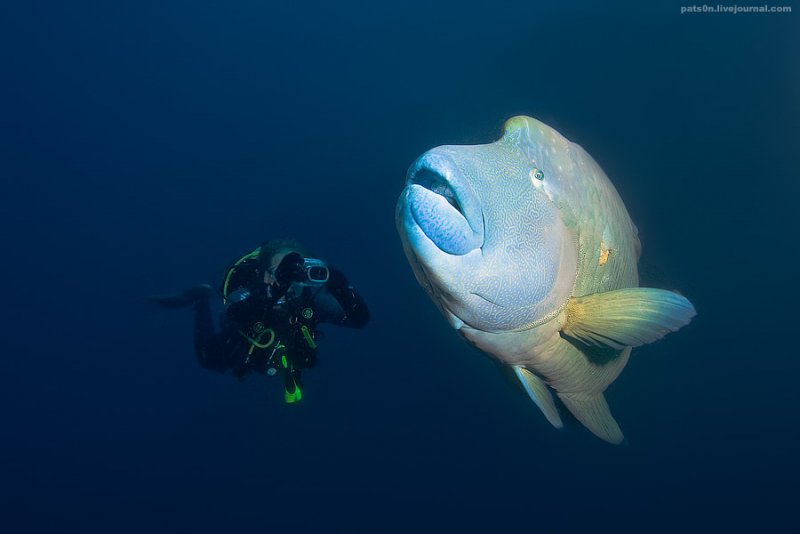 Потрясающие подводные фотографии Александра Сафонова - №5