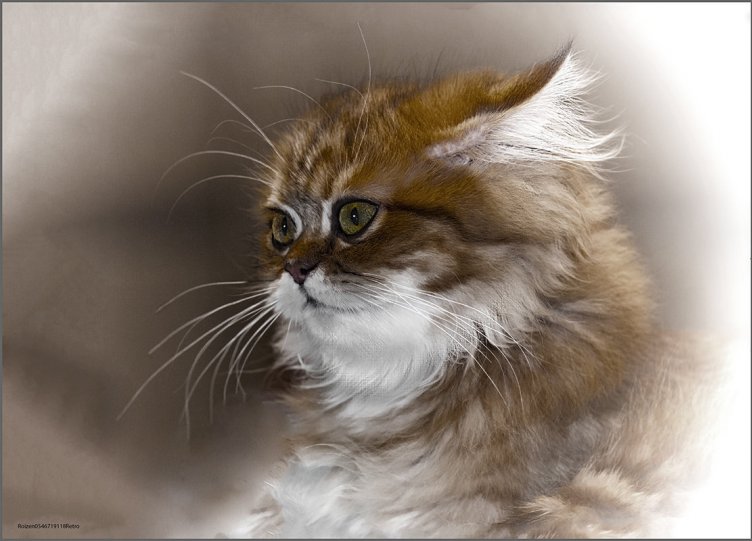 Шиншилла-Персидская кошка
