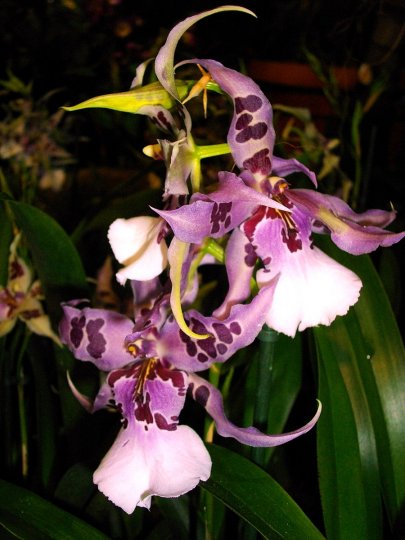Выставка орхидей.