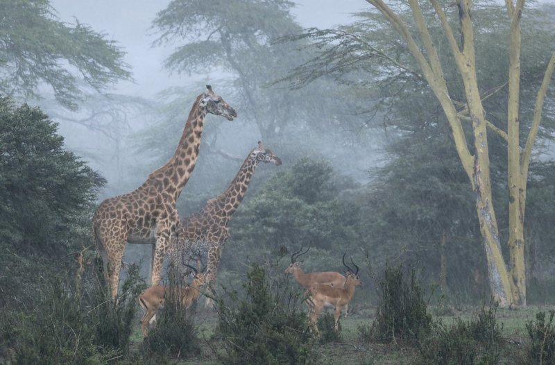 Автор фото: Хосе Фрагозу (José Fragozo). Место съёмки: Национальный парк Найроби, Кения.