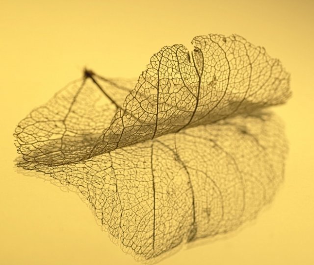 Абстрактное искусство в простых листьях - №5
