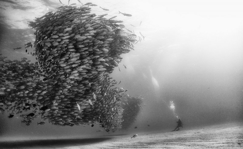 Жизнь под водой от фотографа Ануара Патьяне - №2