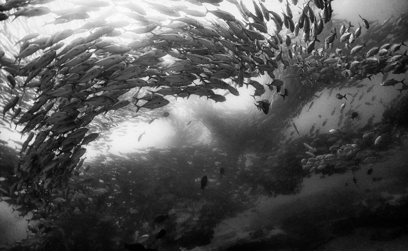 Жизнь под водой от фотографа Ануара Патьяне - №16